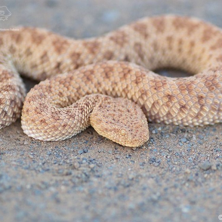 Mengenal Sand Viper, Reptil Mematikan yang Menghuni Gurun Pasir