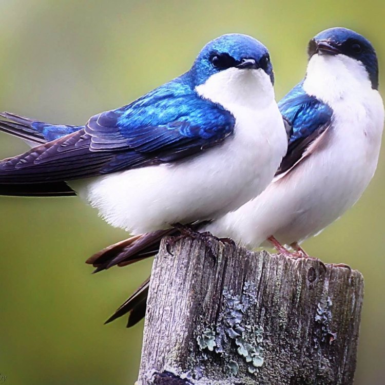 Mengenal Lebih Dekat Burung Tree Swallow: Pesona Elegan di Langit Amerika Utara