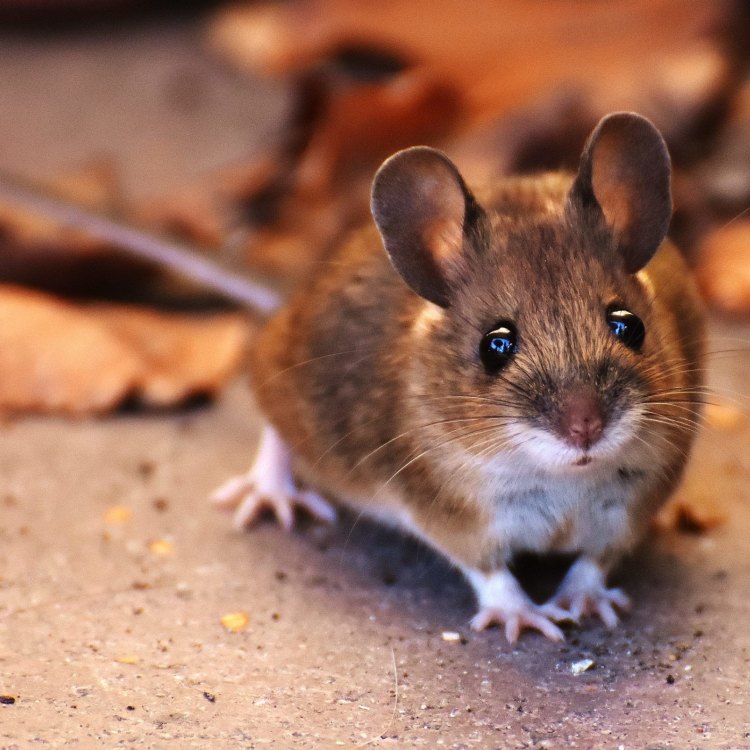 Mengenal Lebih Dekat Dengan Tikus Rumah: Binatang kecil Yang Menggemaskan Namun Bermasalah