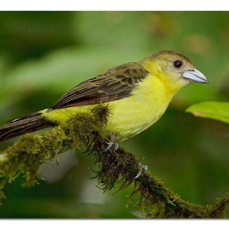 Menakjubkan dan Cerah: Mengenal Lebih Dekat Hewan Yellow Tanager