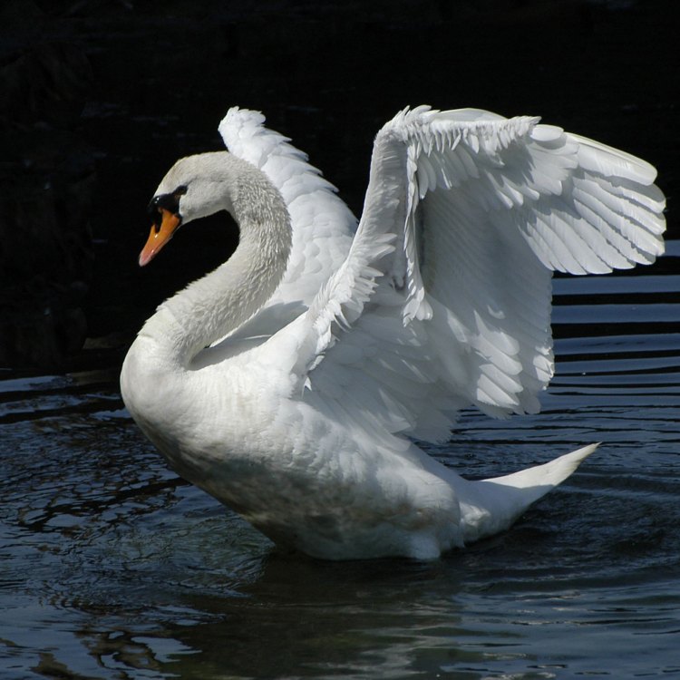 Sebagai Nama Diberikan, Demikianlah Perawakan Dari 'Swan'