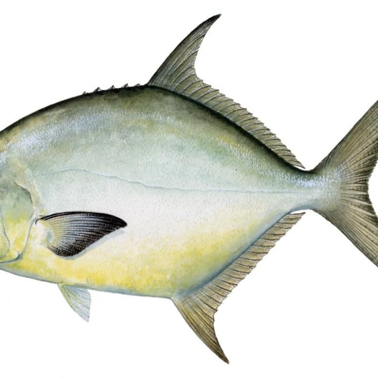 Pompano Fish: The Coastal Prized Catch