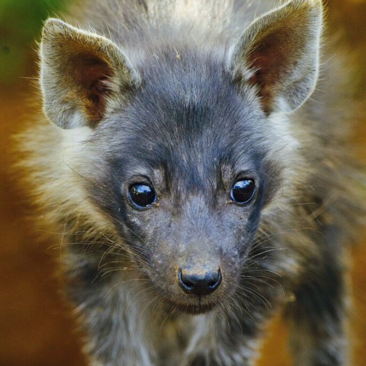 Brown Hyena: Hewan Scavenger Bersifat Menarik dan Mencolok di Afrika Selatan