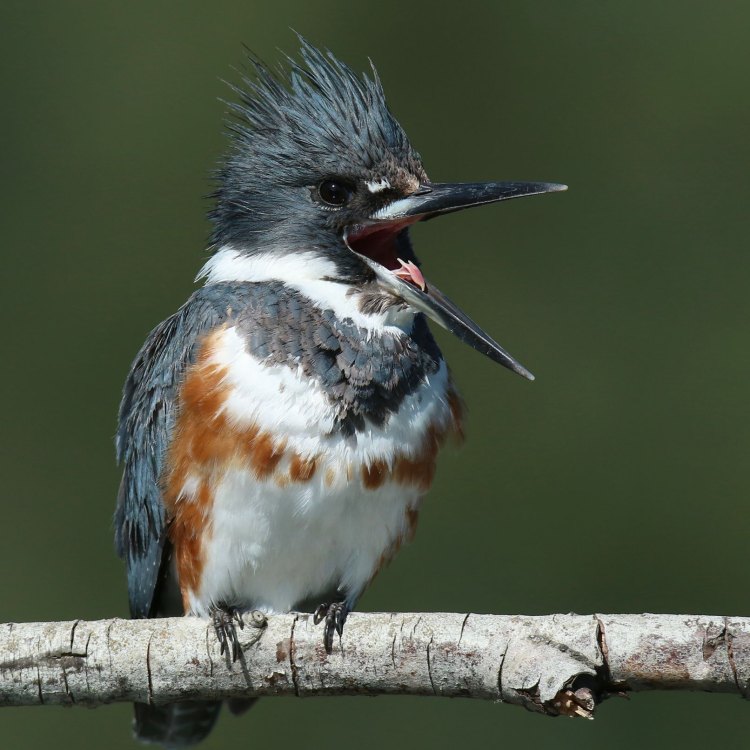 Belted Kingfisher: Burung Pemancing Terampil dengan Keindahan Memesona