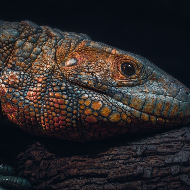 Mengenal Caiman Lizard: Hewan Eksotis dari Hutan Hujan Amerika Selatan