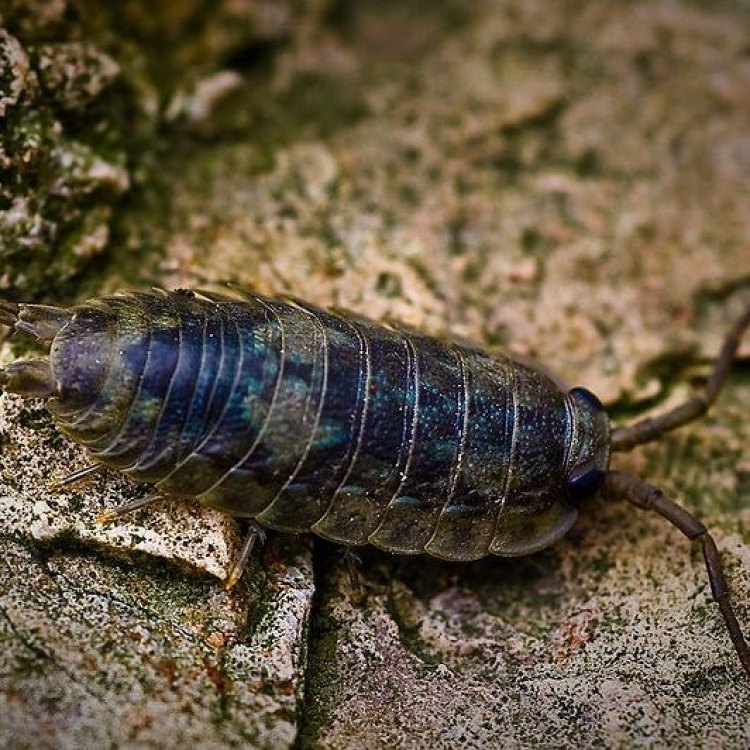 Mengenal Sea Roach: Si Kecil Penghuni Batu Karang di Lautan