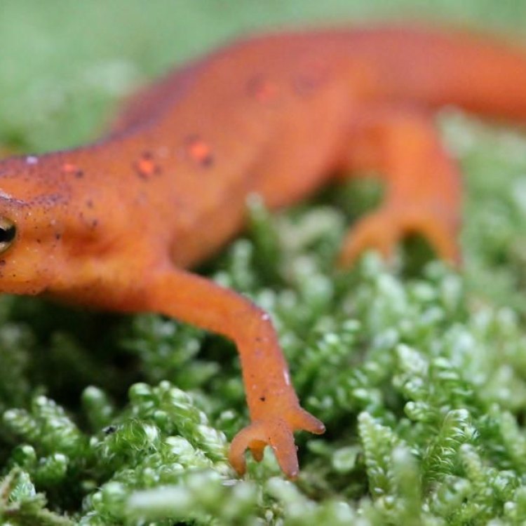 Mengenal Lebih Dekat Newt: Hewan Amphibia yang Menarik