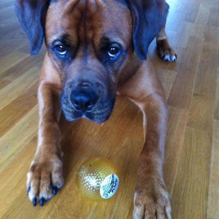 <strong>Boxweiler: Mengenal Anjing Peliharaan yang Menakjubkan</strong>