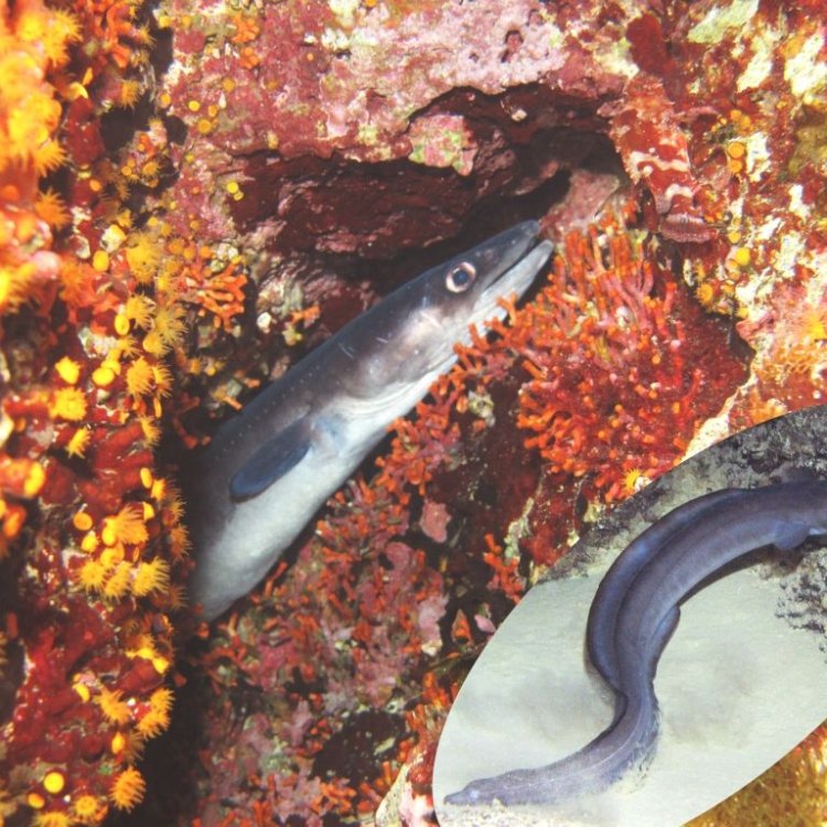 Conger Eel: Sang Predator Misterius di Bawah Laut