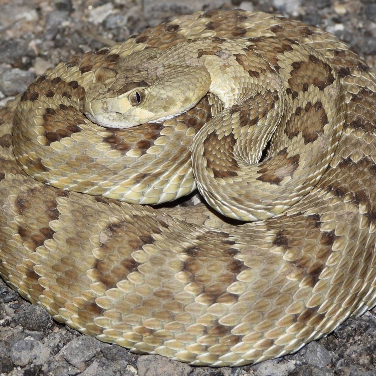 Midget Faded Rattlesnake: Potret Ular Berbisa yang Unik dan Menakjubkan