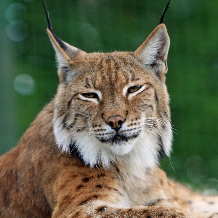 Eurasian Lynx: Pemikat Liar di Hutan Terpencil