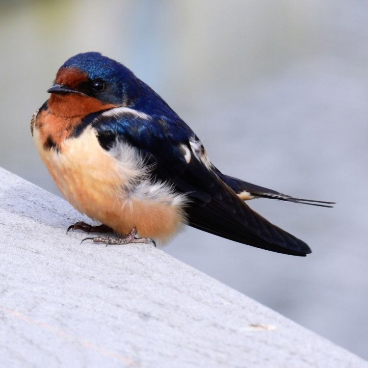Mengenal Barn Swallow, Burung dengan Pesona Menawan dari Keluarga Hirundinidae