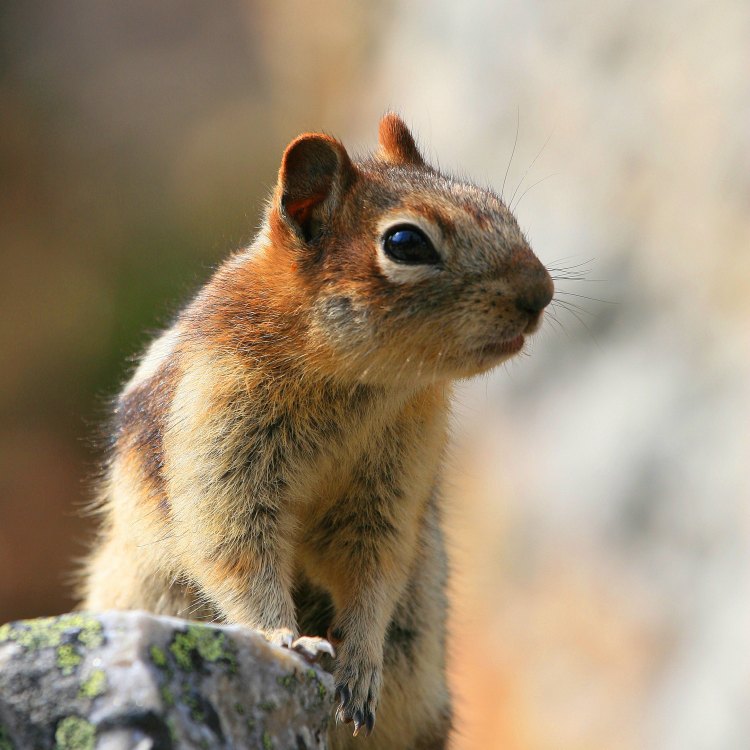 Ground Squirrel: Hewan Penyegar Bumi yang Menggemaskan