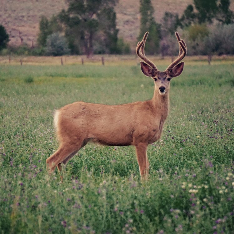 Mule Deer: Keunikan dan Keanggunan Pada Hewan Dari Brand Animals M