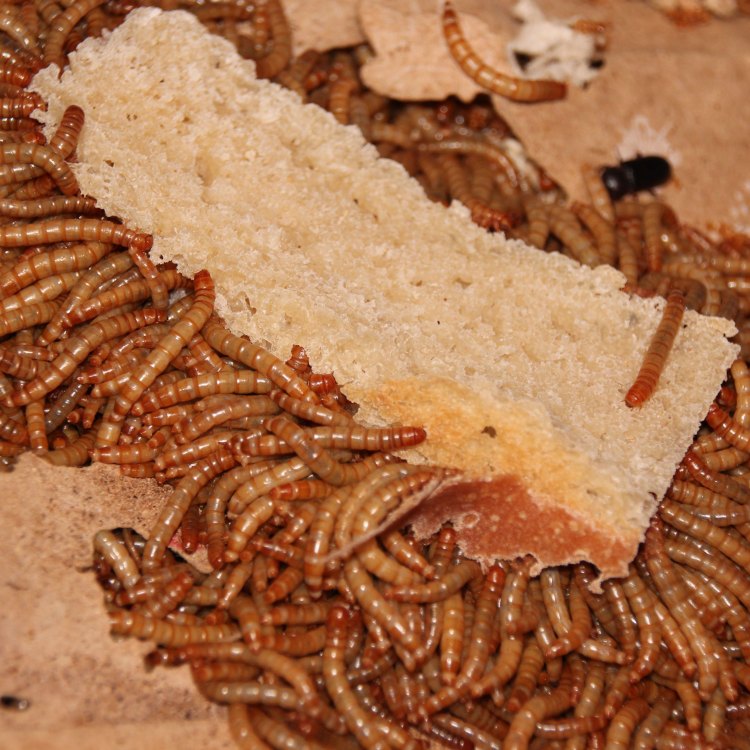 Menyelami Kehidupan Kumbang Mealworm