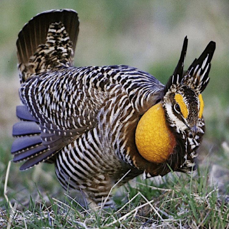 Prairie Chicken: Mengenal Burung Aves yang Menawan dari Lahan Prairies