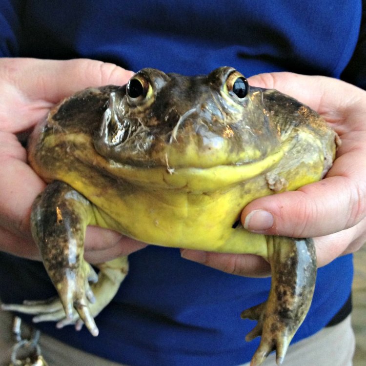 Sang Pemangsa Amfibi dari Benua Amerika - Bullfrog