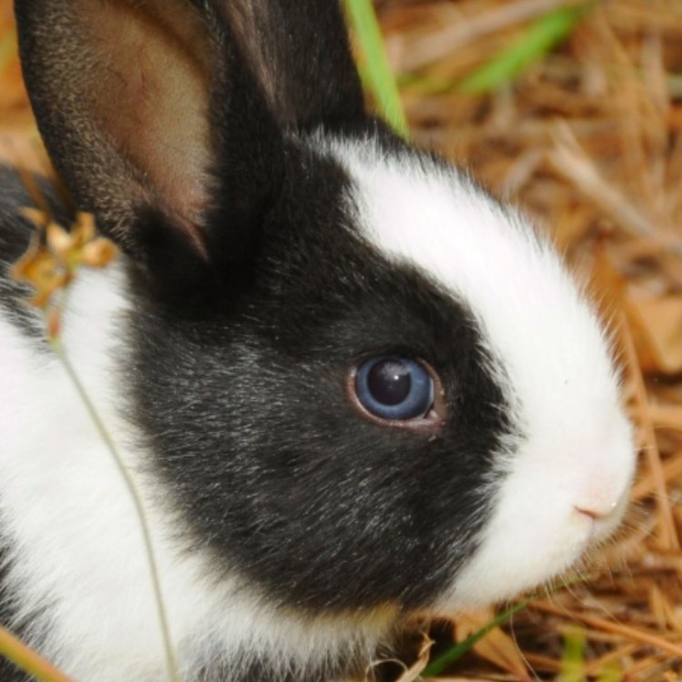Mempelajari Tentang Dutch Rabbit: Hewan Kecil yang Ramah dan Menarik