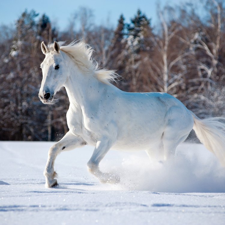 Mengenal Lebih Dekat Tentang Kuda, Hewan Berkaki Empat Beraneka Ragam