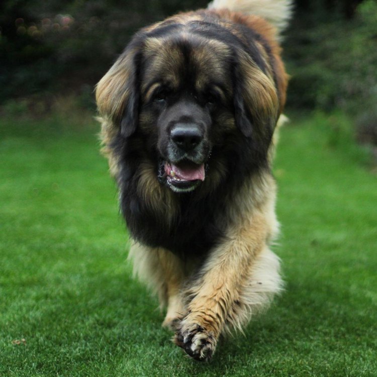 Leonberger: Anjing yang Kuat dan Berwibawa