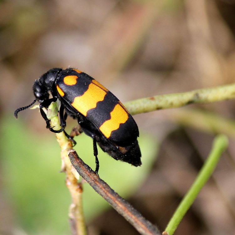 Blister Beetle: Serangga Herbivora yang Mengancam Manusia
