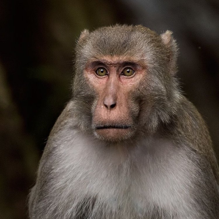 Rhesus Macaque: Primata Asal India yang Menggemaskan