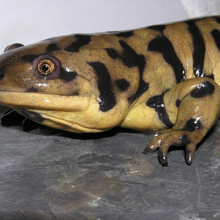Tiger Salamander: Keajaiban-Dibalik Flora dan Fauna North America