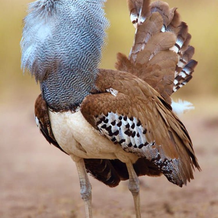 Mengenal Lebih Dekat Kori Bustard, Burung Terbesar di Afrika