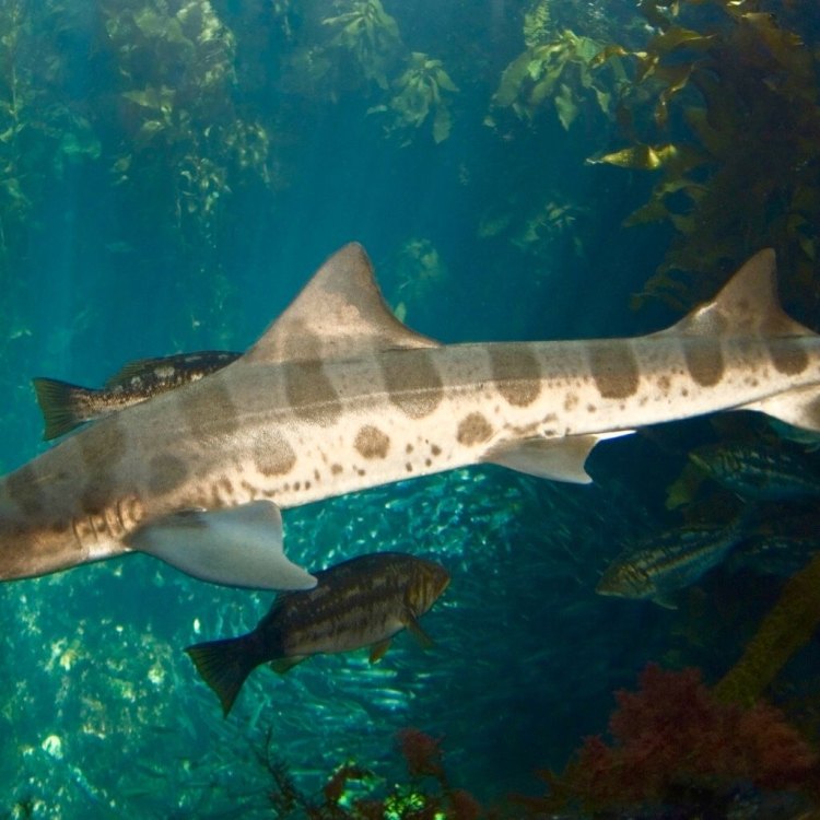 Leopard Shark: Pesona Hiu Pemangsa yang Memikat