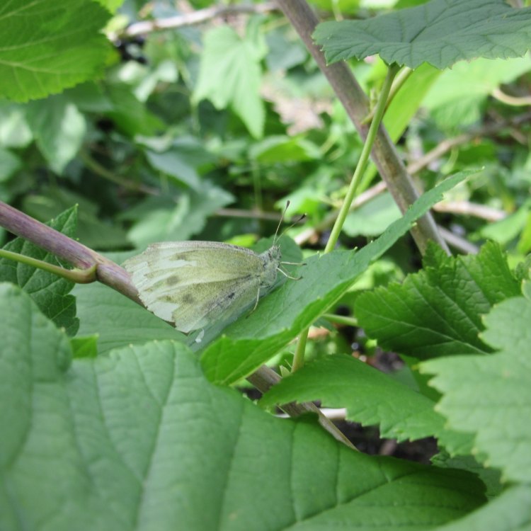 Cabbage Moth: Hama Tanaman yang Merusak Kebun dan Ladang