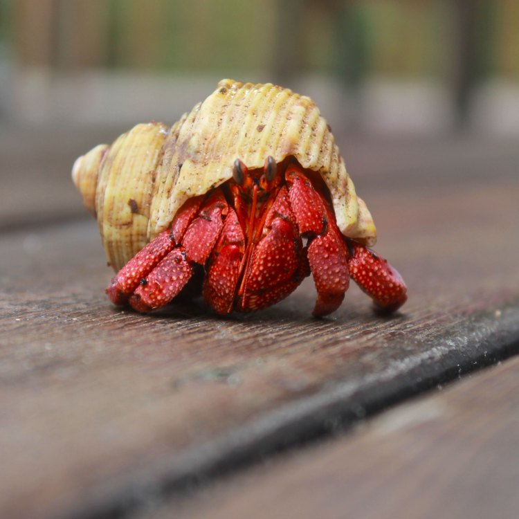 Hermit Crab: Hewan Memikat yang Menarik untuk Diketahui