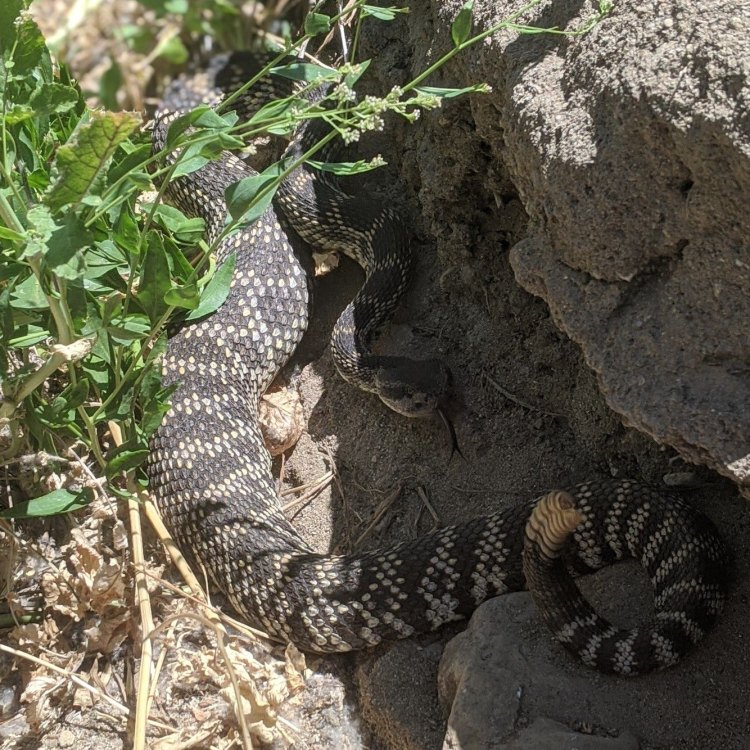 Menakutkan dan Memikat: Mengenal Lebih Dekat Ular Berbisa Southern Pacific Rattlesnake
