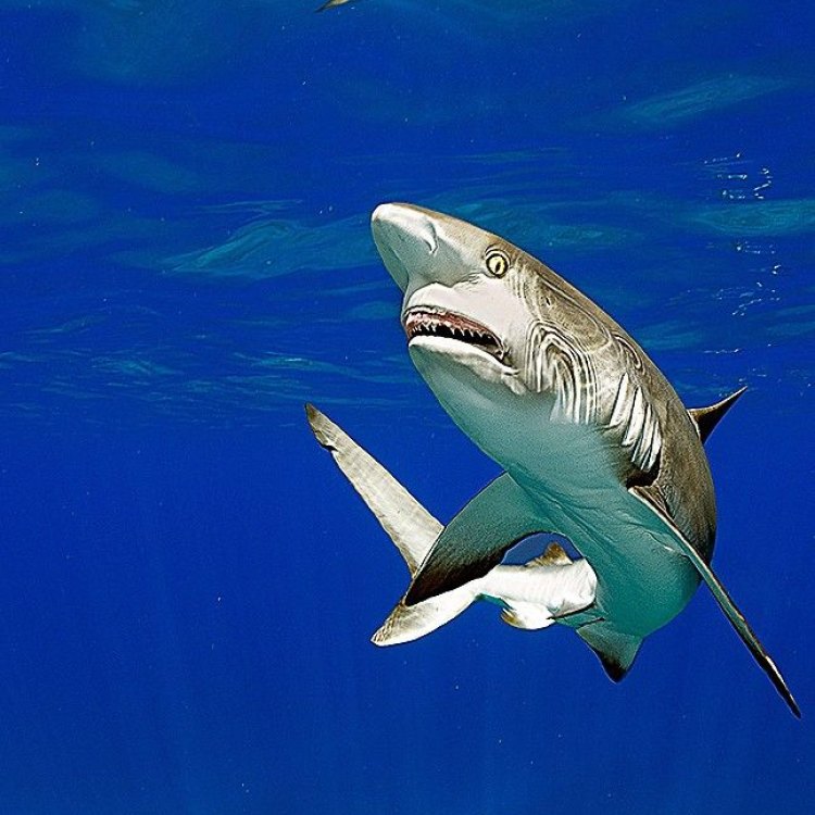 Memikat Perhatian dengan Keunikan Grey Reef Shark
