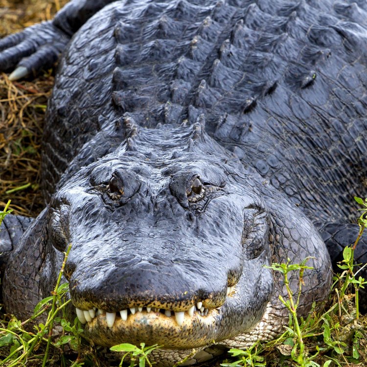 American Alligator: Hewan Air yang Menarik Perhatian