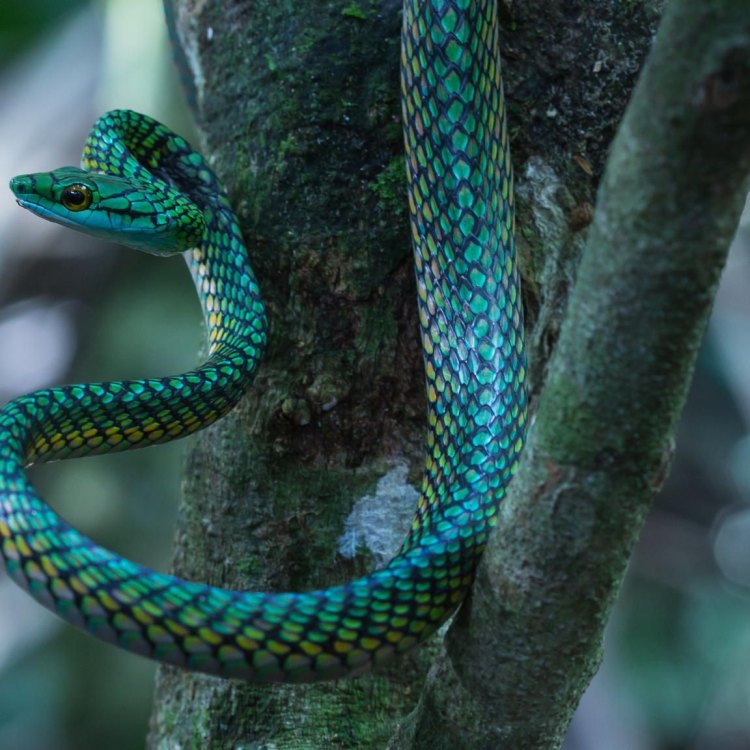 Parrot Snake: Ujian Skala Warna di Dunia Ular