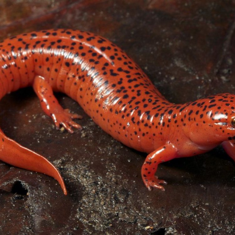 Mengenal Salamander, Hewan dari Keluarga Caudata