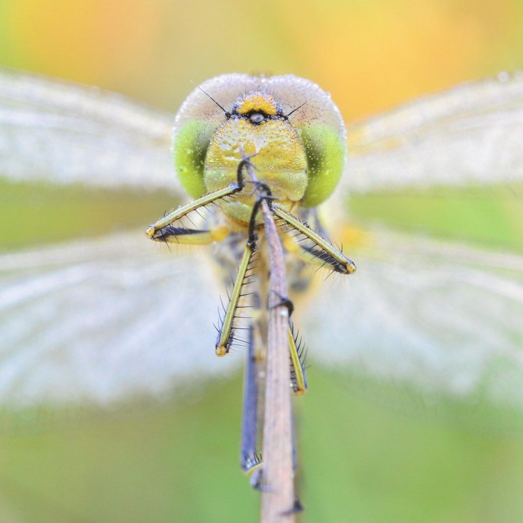 Riang, Kecantikan, dan Keajaiban: Mengenal Lebih Dalam Tentang Dragonfly