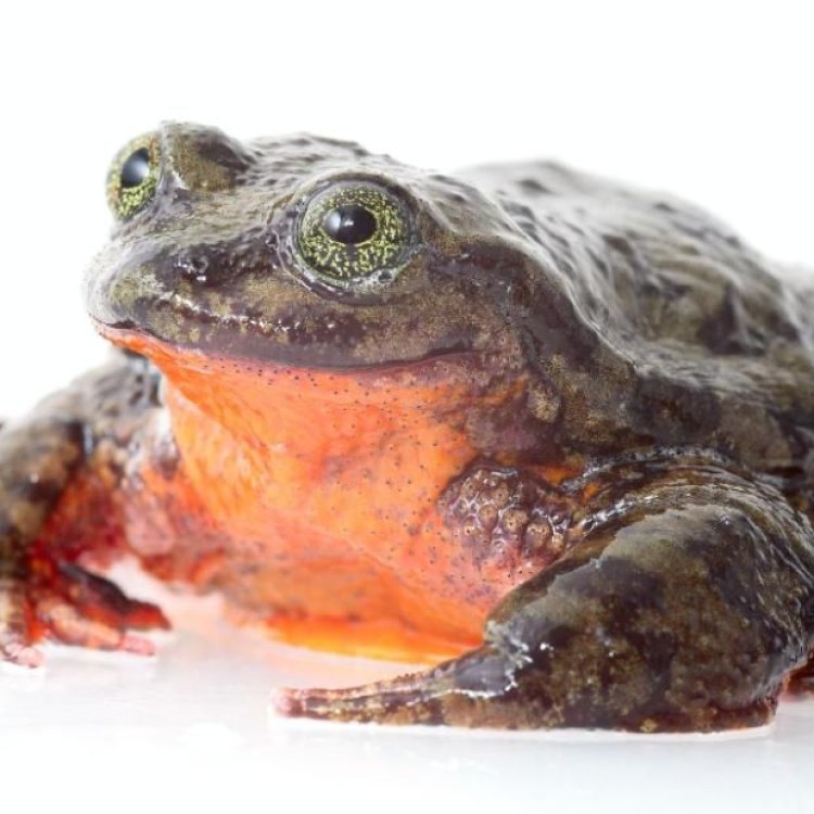 Sehuencas Water Frog: Keunikan dan Ancaman yang Mengintai di Bolivia