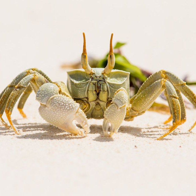 Ghost Crab: Hewan yang Menakjubkan dari Pantai