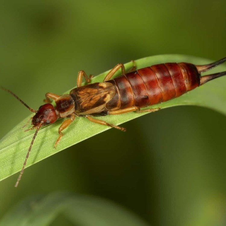 Mengenal Lebih Dekat Earwig: Serangga Seukuran Kecoa yang Serba Menarik