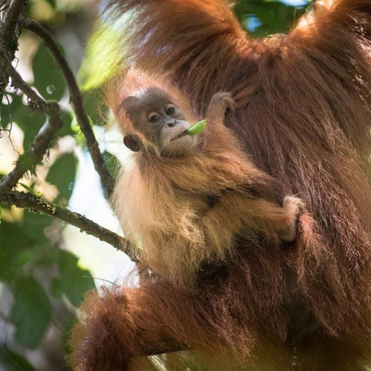 Tapanuli Orangutan: Primata Langka dari Hutan Tapanuli