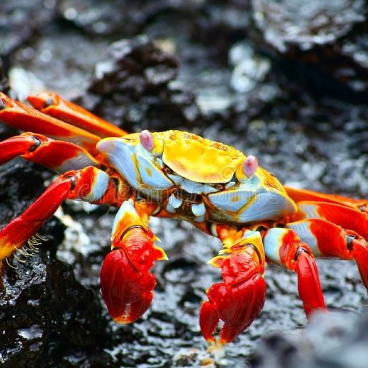 Rock Crab: Hewan Laut Berduri yang Siap Menaklukkan Samudra