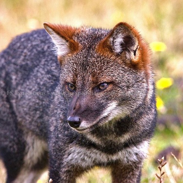 Mengenal Darwin's Fox: Hewan Pemilik Keunikan di Chiloé Island