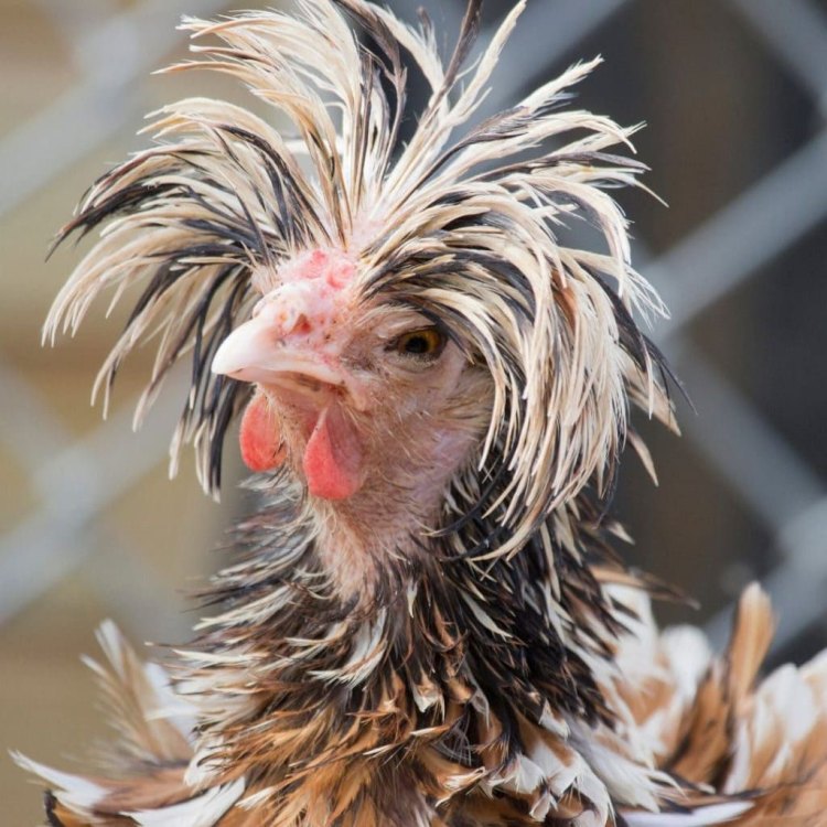 Frizzle Chicken: Mengetahui Lebih Banyak Tentang Hewan yang Unik Ini