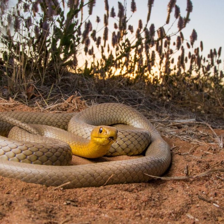 The Brown Snake: Hewan Mematikan yang Tersembunyi di Balik Nama yang Sederhana