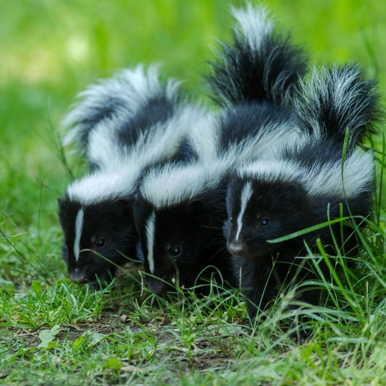 Skunk: Si Penggoda dengan Bau yang Menyengat