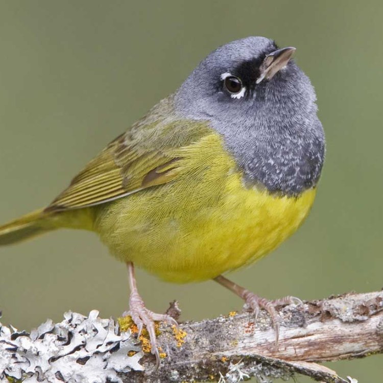 Macgillivray's Warbler: Burung Kecil Berwarna Hijau Zaitun dari Amerika Utara
