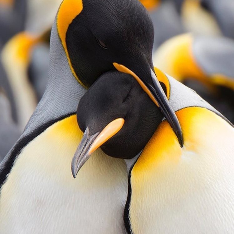 Menjadi Raja di Dunia Antartika: Fakta Menarik Tentang King Penguin