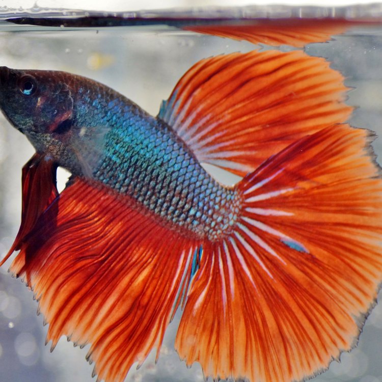 Betta Fish: Ikan Eksotis yang Memukau dengan Kecantikan dan Keunikan