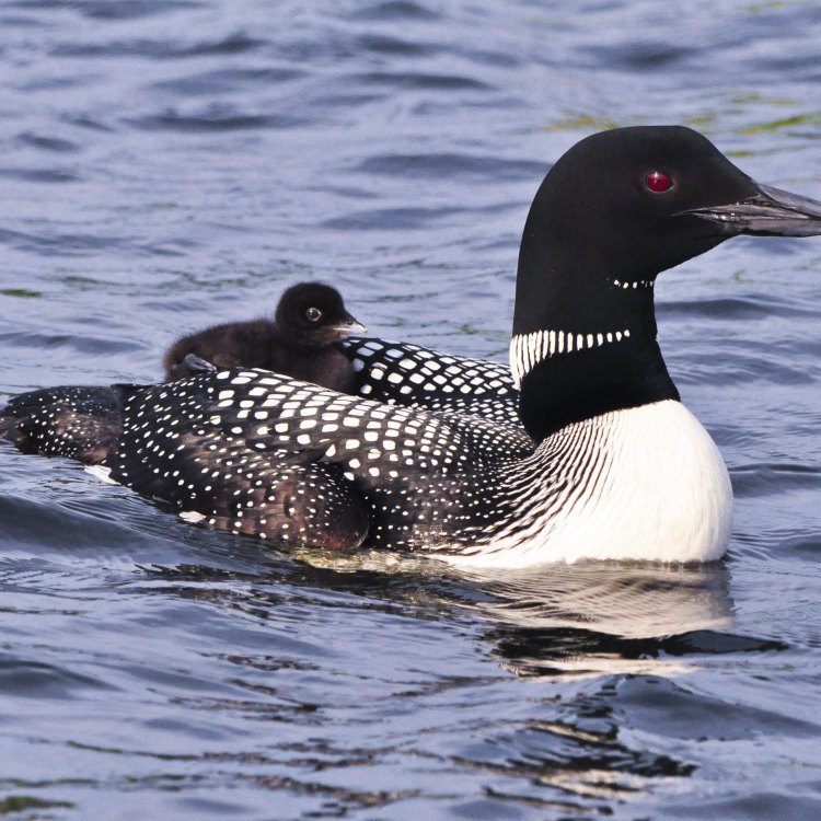Amazing Facts About the Common Loon: Raungan Misterius di Danau